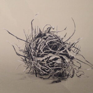Myna's nest