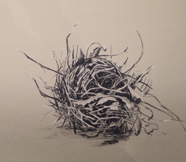 Myna's nest