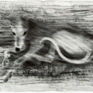 Whippet