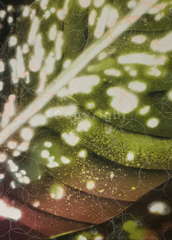 Highlighter